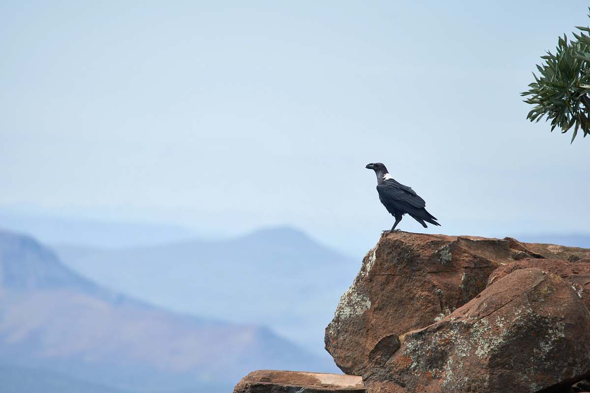 bird black bird on cliff during daytime graaff-reinet