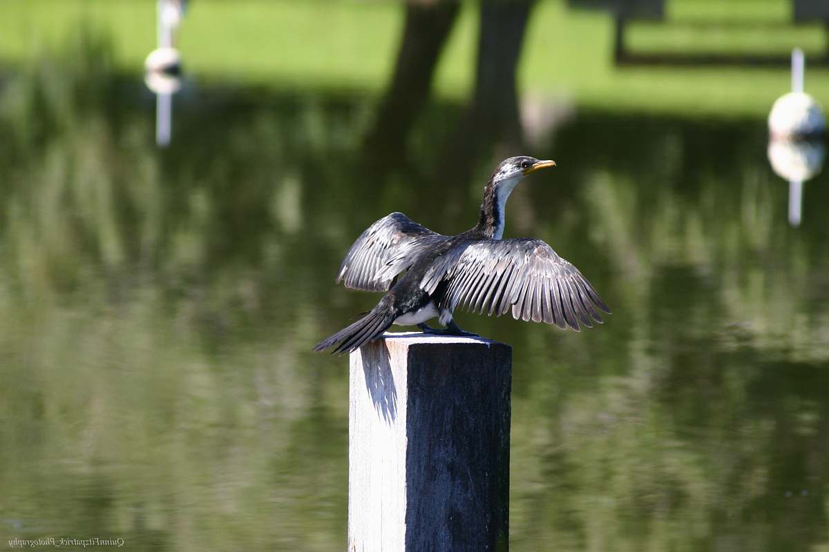 bird black bird on top of column anhinga
