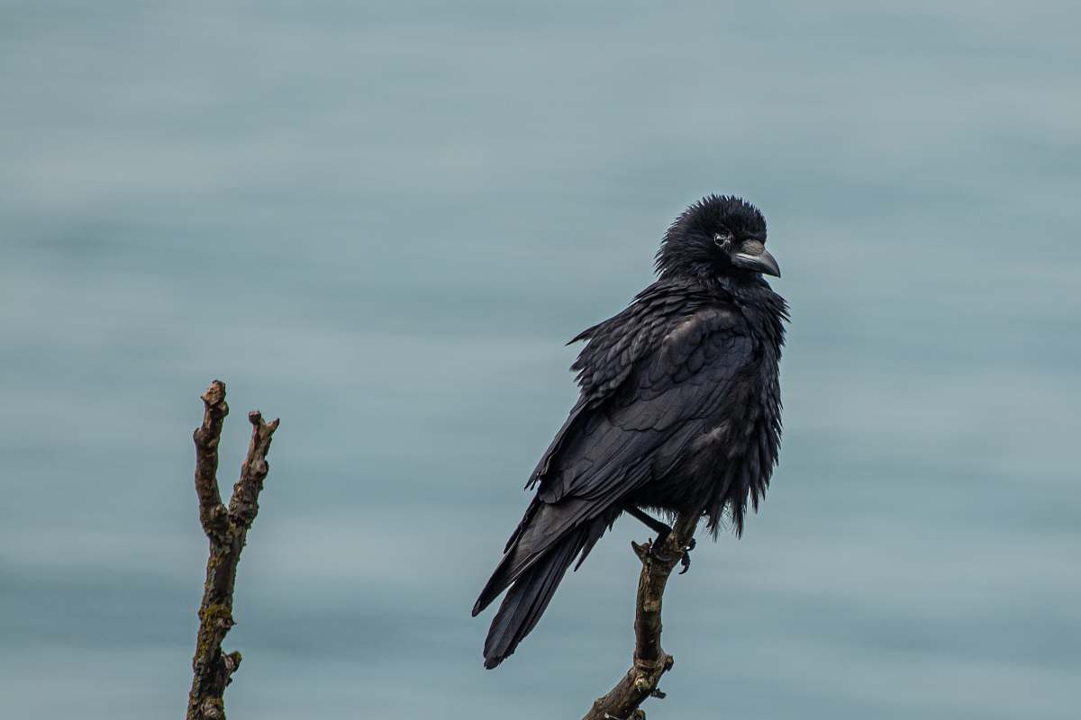 bird black bird on tree branch crow