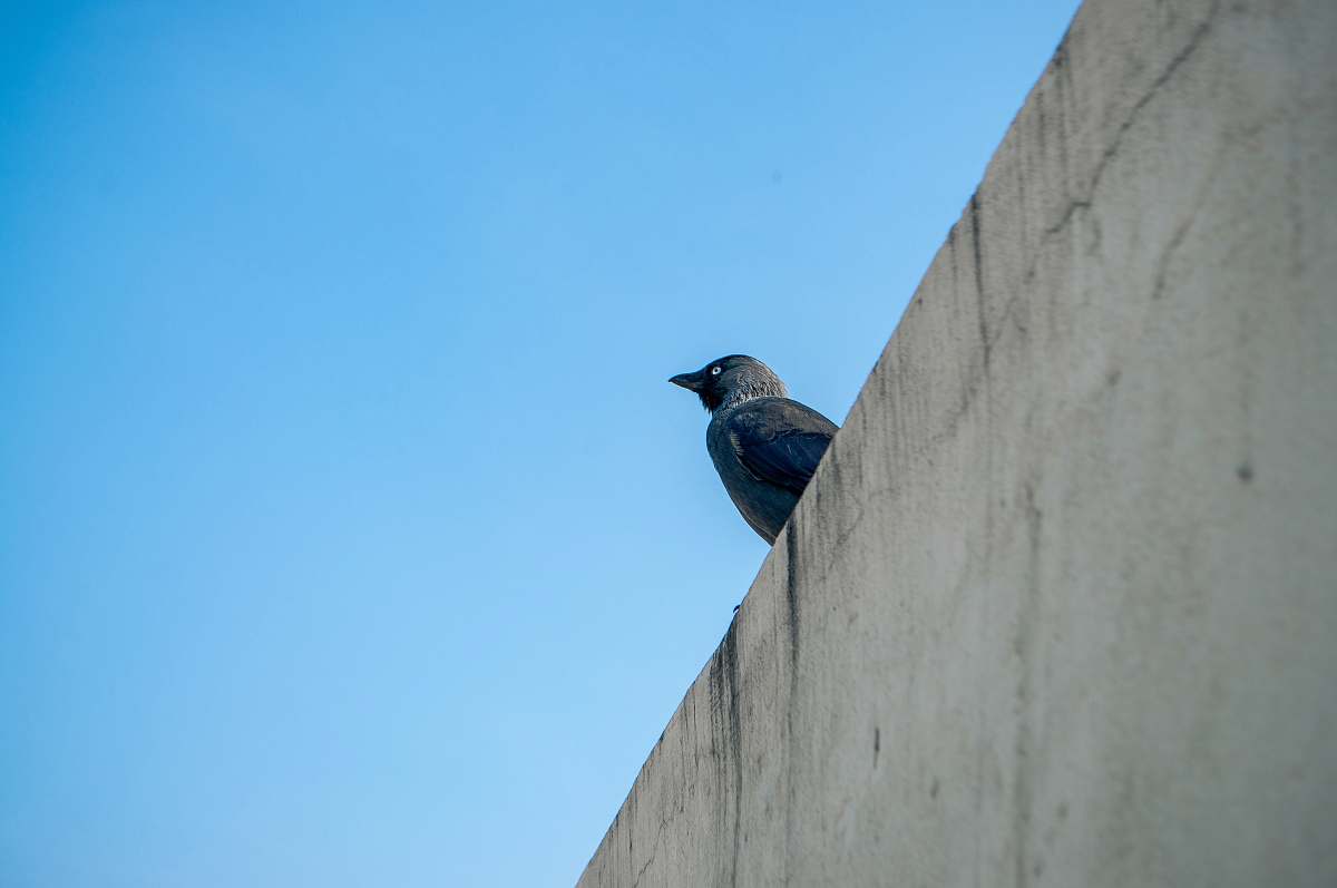 bird black bird on wall zaspar