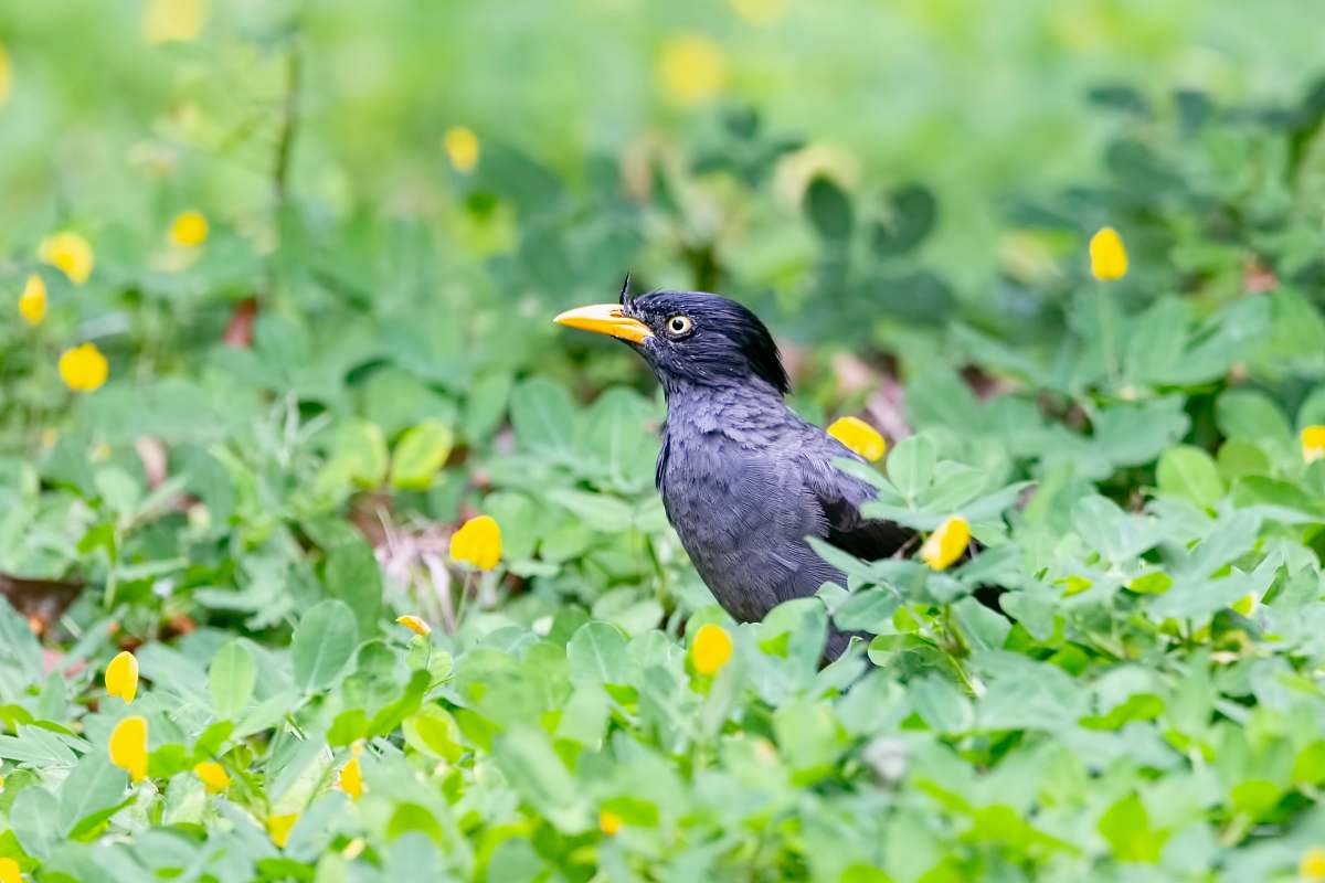 bird black bird on yellow petaled flower beak
