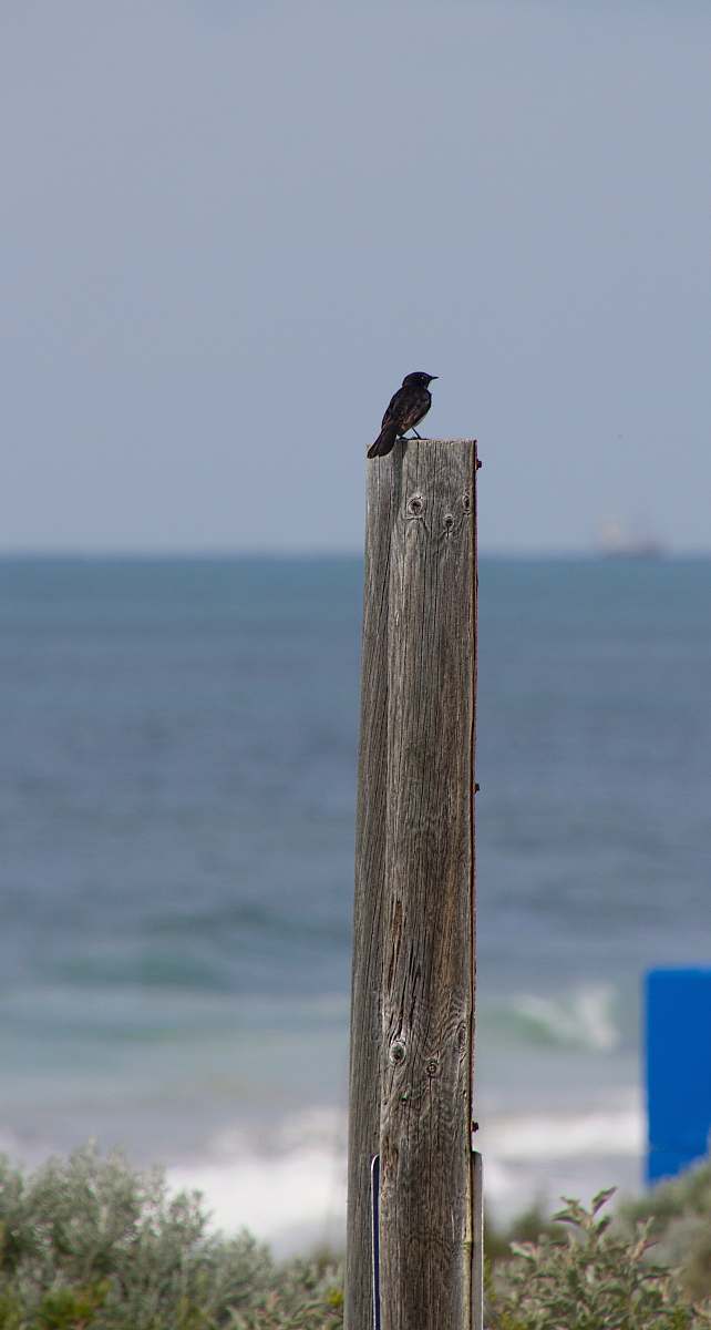 bird black bird perched on brown wood grey
