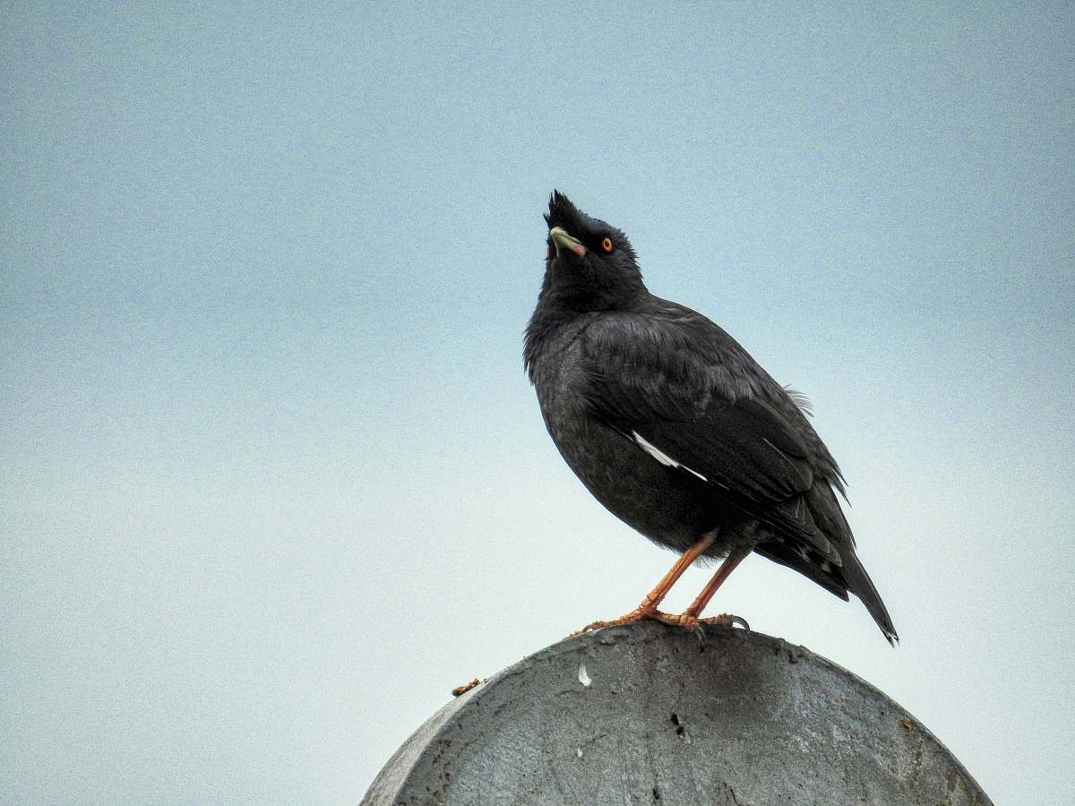 bird black bird perched on gray concrete wall agelaius