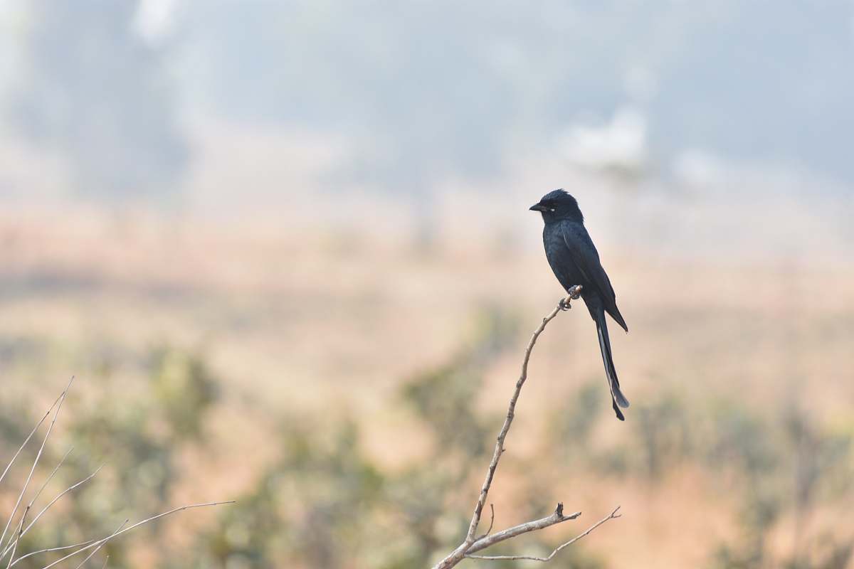 bird black bird perched on tree branch agelaius