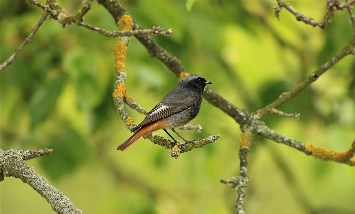 bird black bird perching on tree branch finch