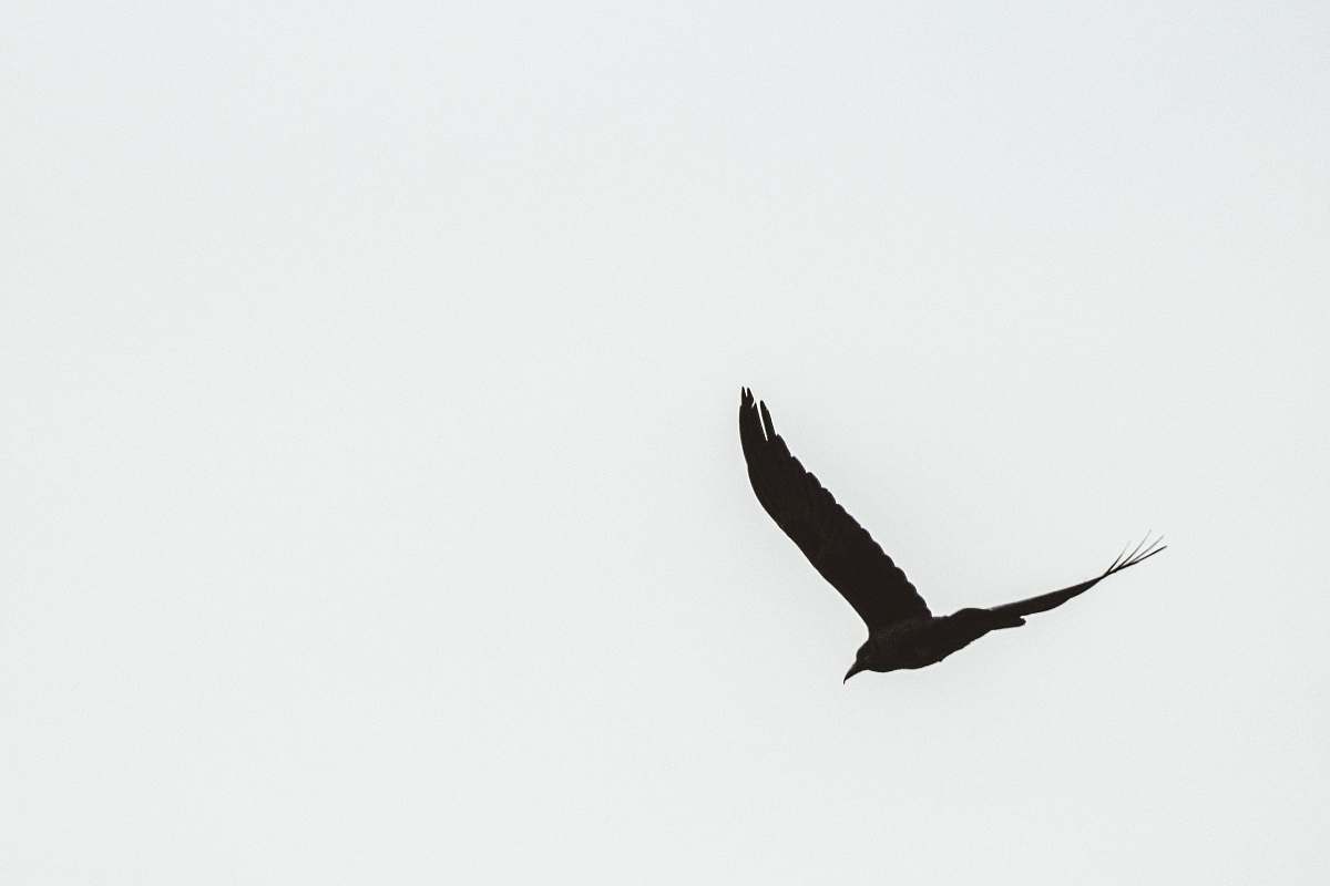 bird black bird under white sky flying