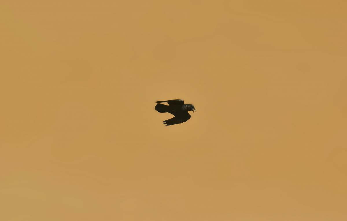 bird black birds flying