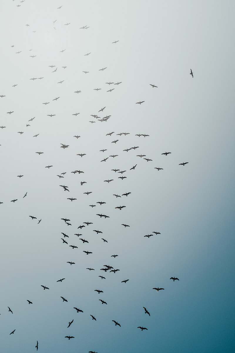 flock black birds flying during daytime grey