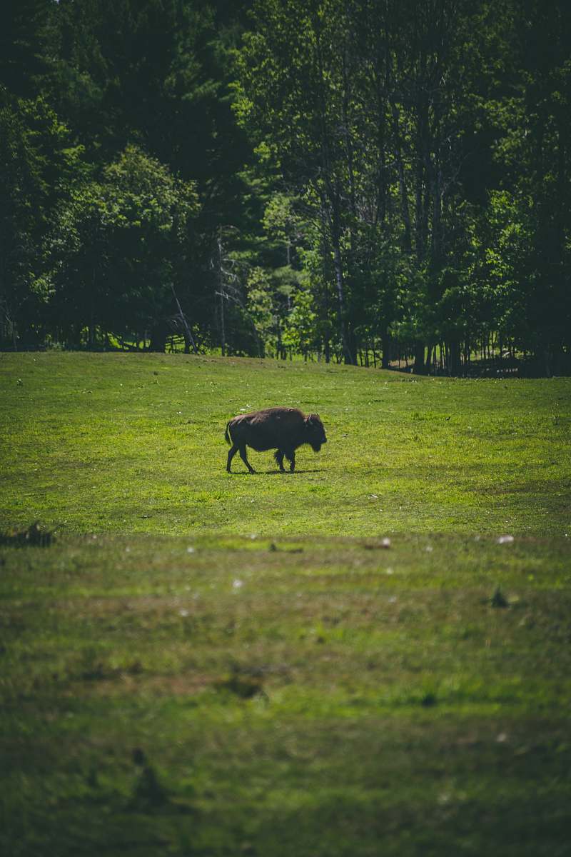 nature black bison cow