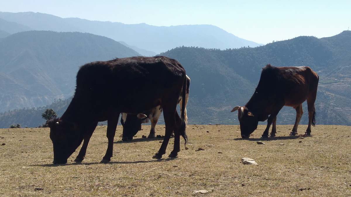 cattle black cattle on field cow