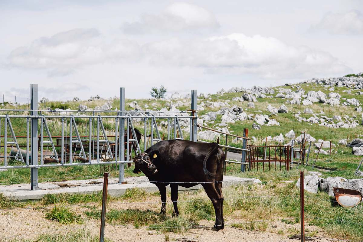 cattle black cattle on focus photography cow