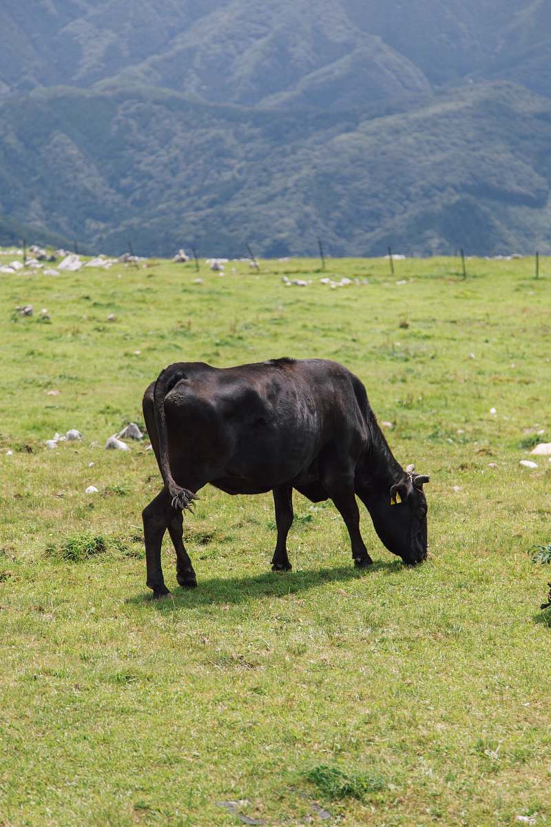 cattle black cow cow