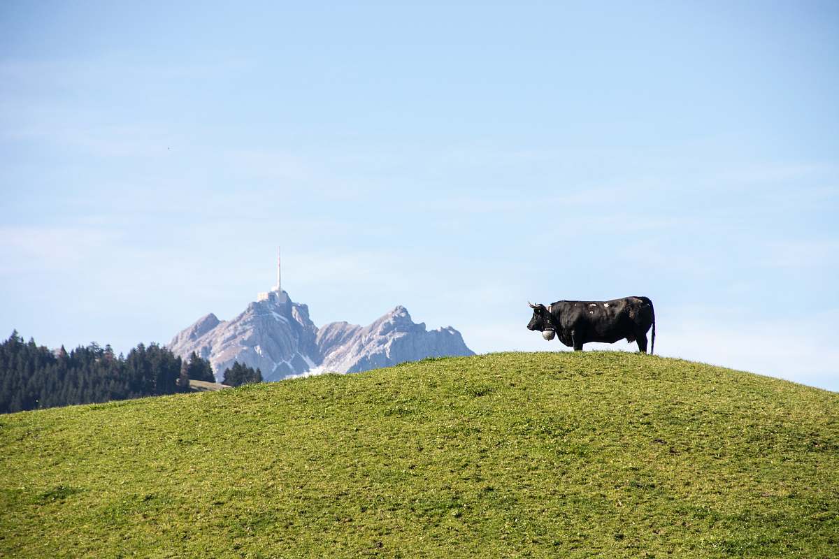 cattle black cow on green grass lawn during daytime mammal