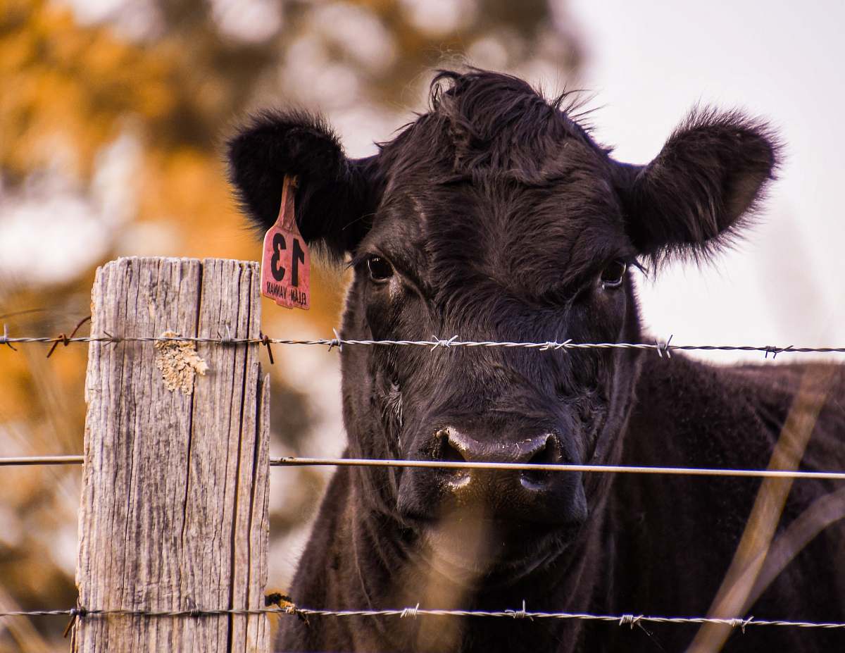 cattle black cow with plastic label on ear mammal