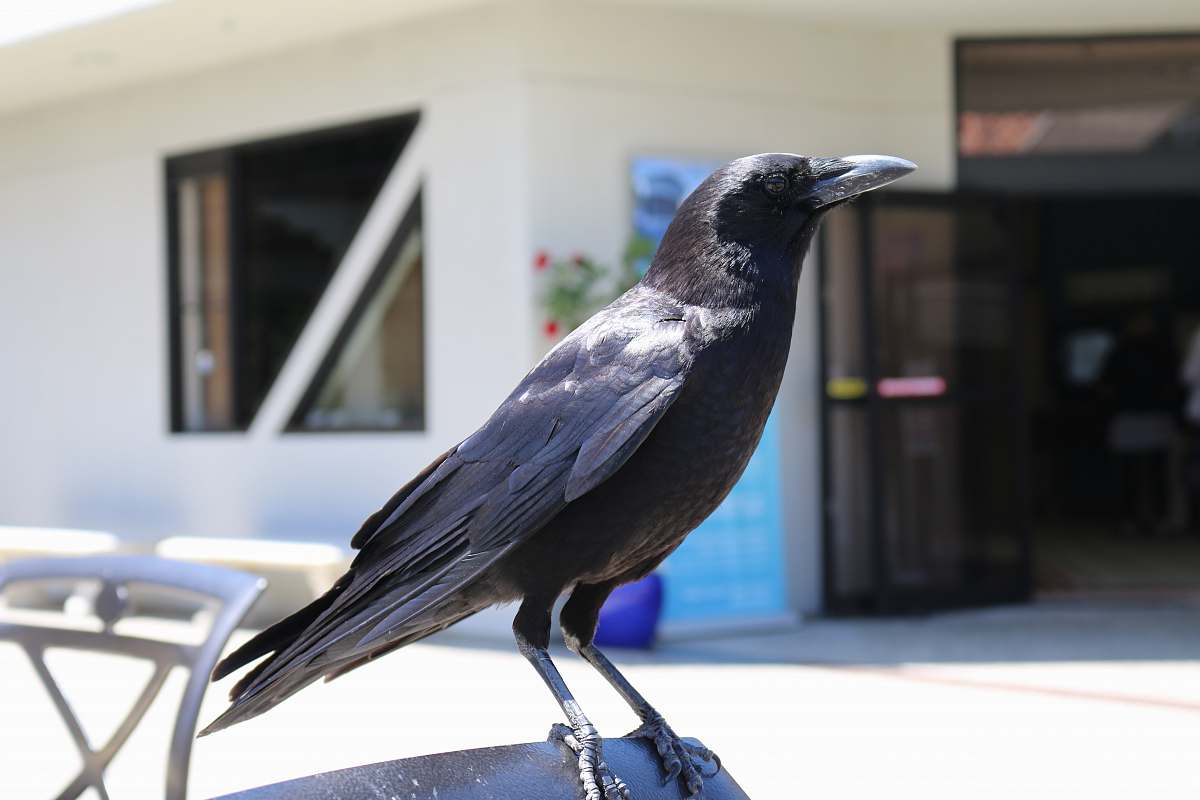 bird black crow bird near chair crow
