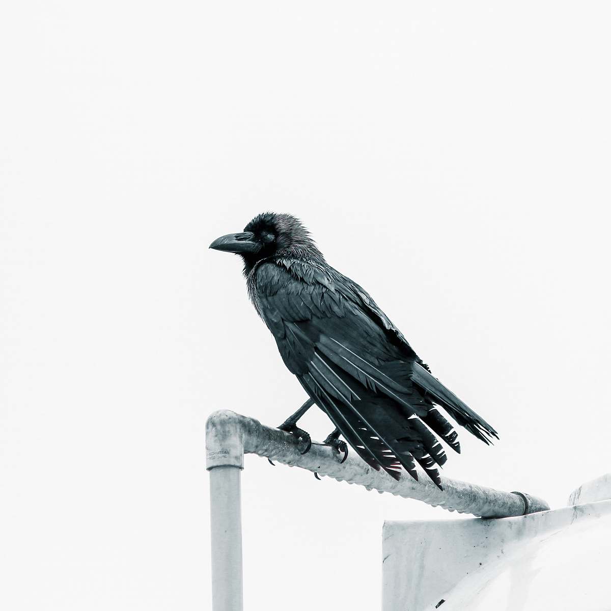 bird black crow close-up photography grey