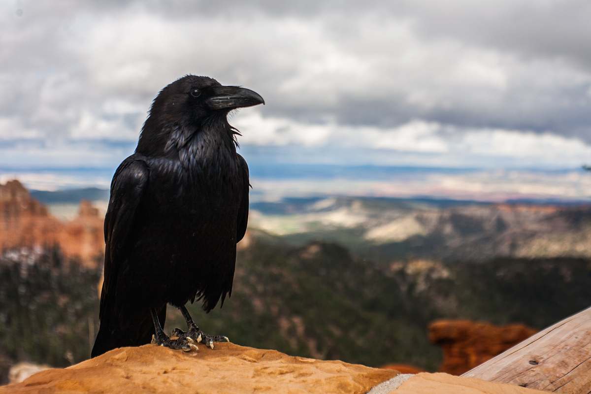 bird black crow on brown rock under cloudy sky at daytime crow
