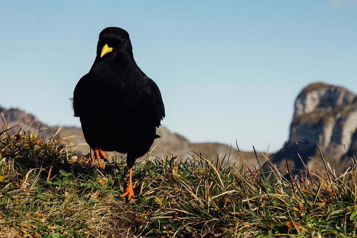 bird black crow on green field blackbird