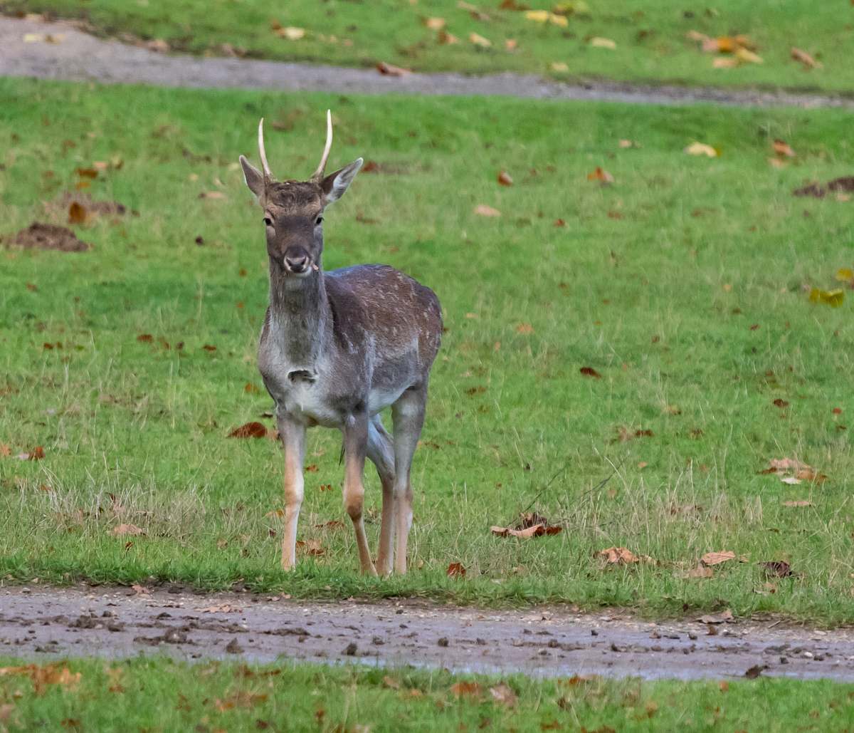 mammal black deer on grass field antelope