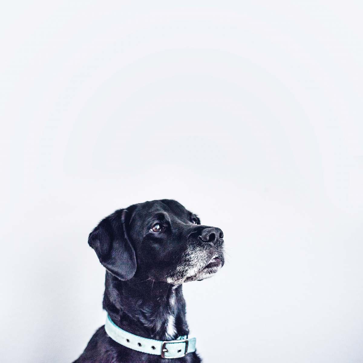 dog black dog with white collar pet