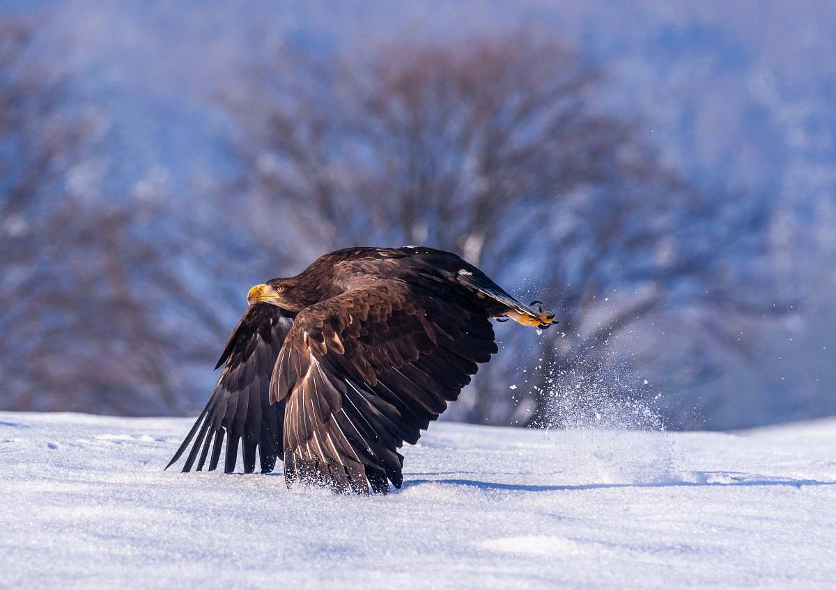 bird black eagle flying above snow field during daytime eagle