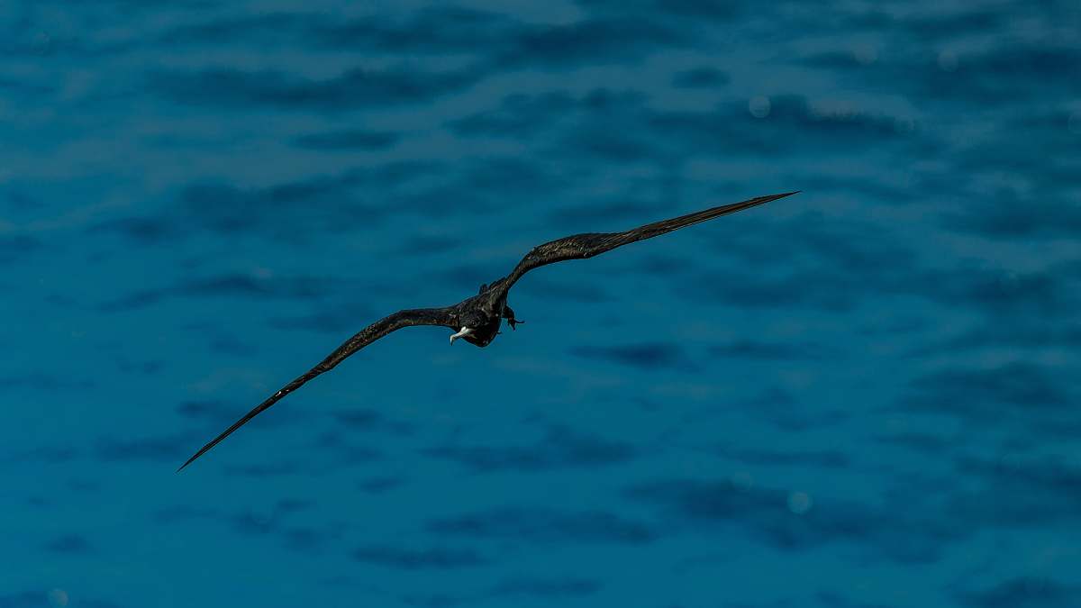 bird black eagle on air flying