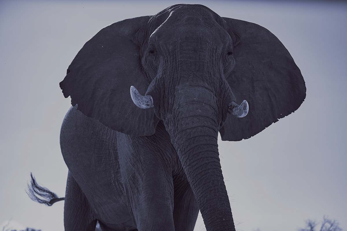 mammal black elephant during daytime elephant