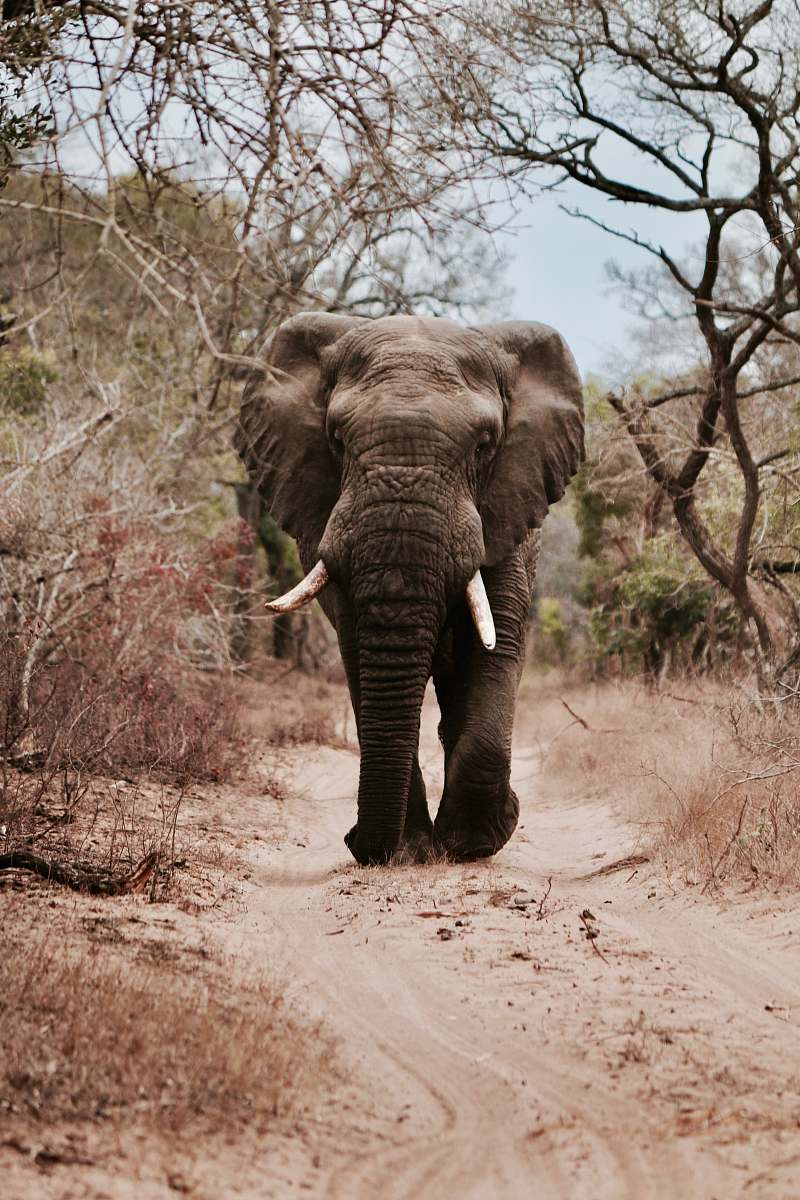 wildlife black elephant walking on brown sand elephant