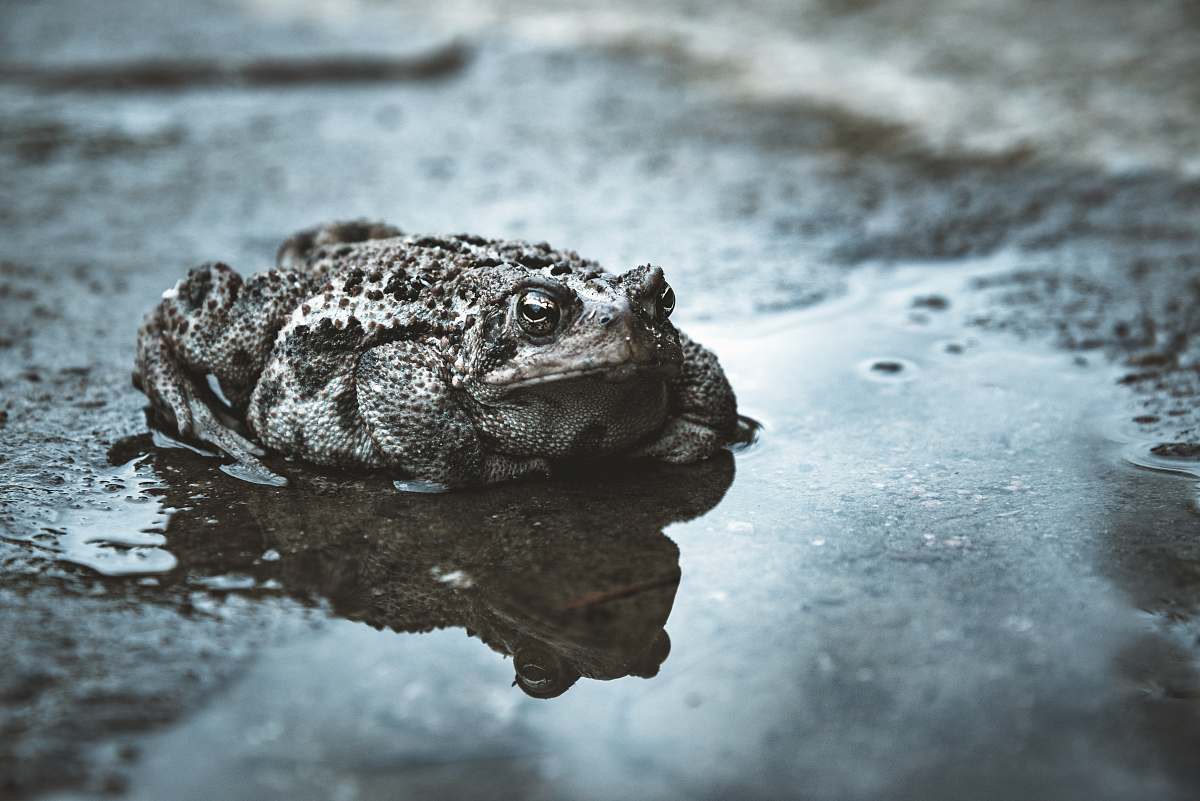 reptile black frog on wet surface lizard