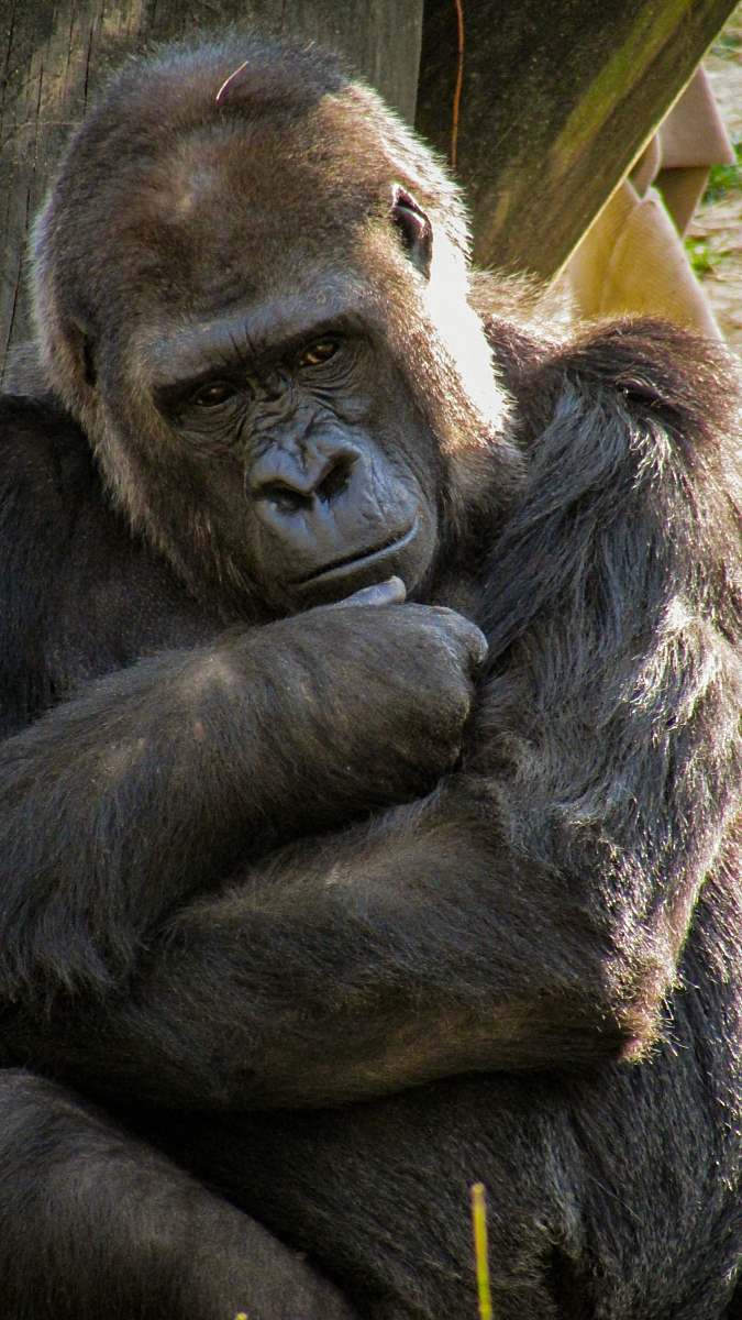 ape black gorilla beside wood mammal