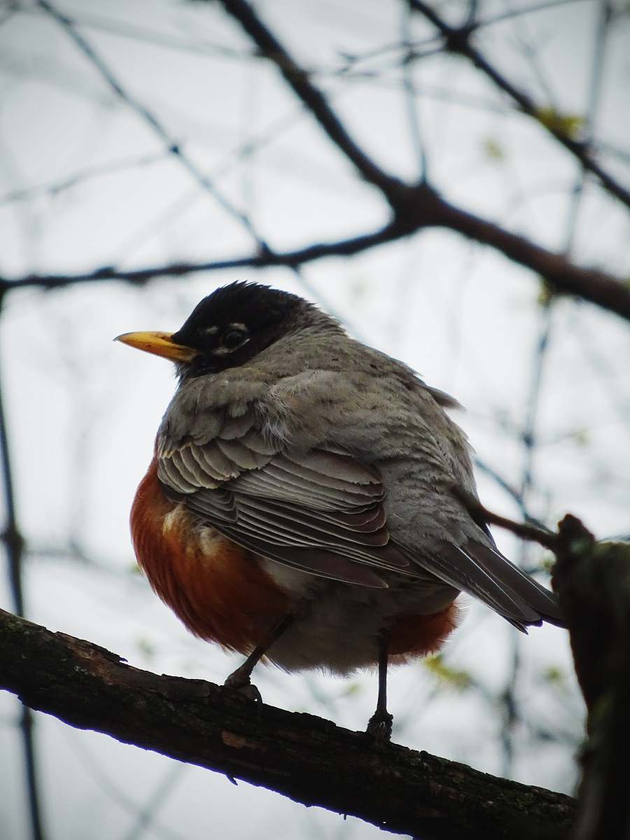 bird black, grey and orange bird close-up photography robin