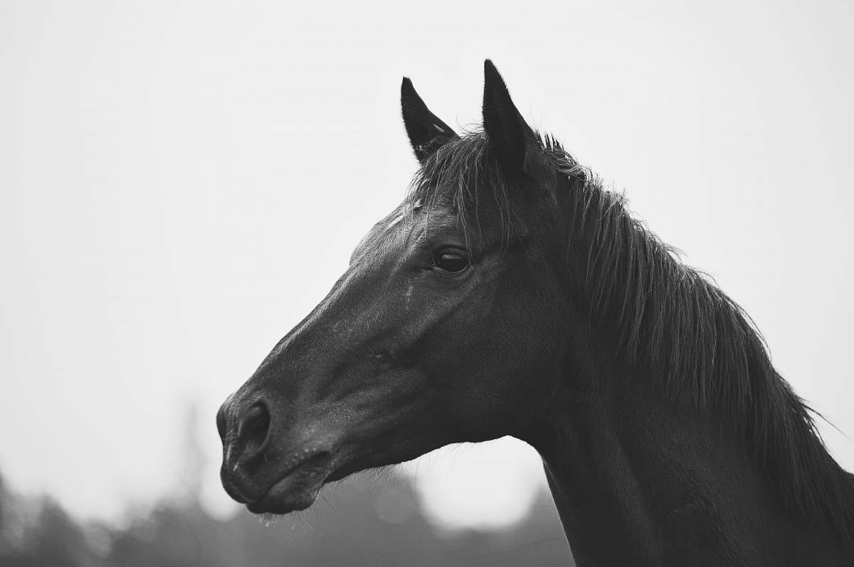 black-and-white-horse-poster-zazzle-horse-posters-white-horse-poster