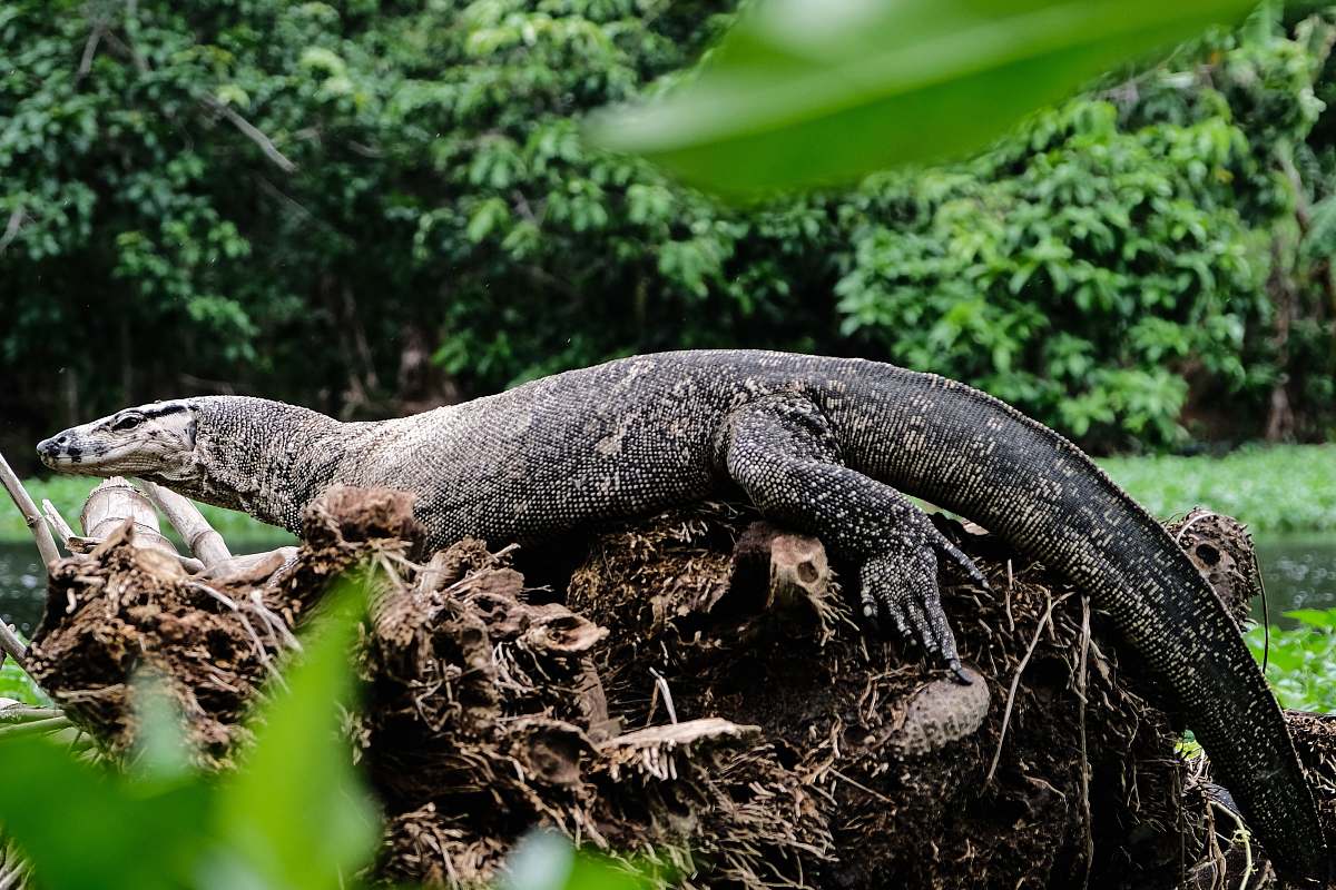 lizard black komodo dragon reptile