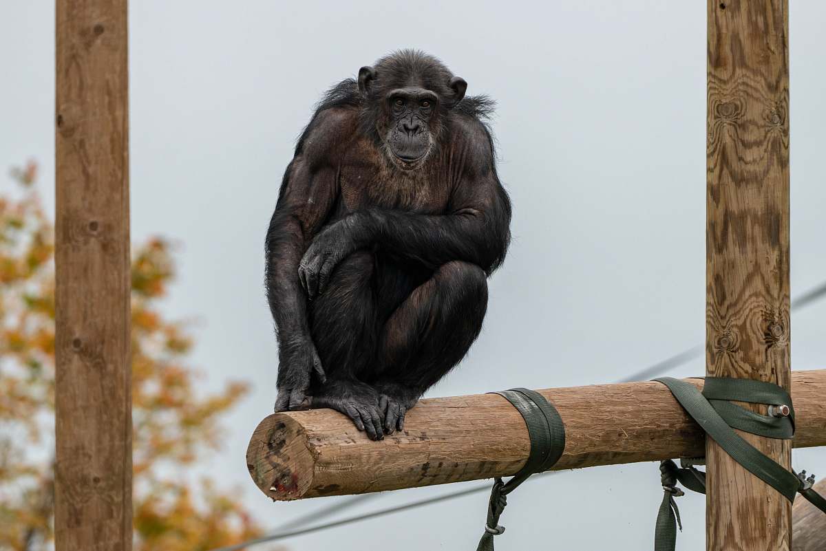 mammal black monkey ape