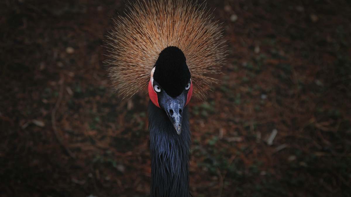 bird black peacock crane bird