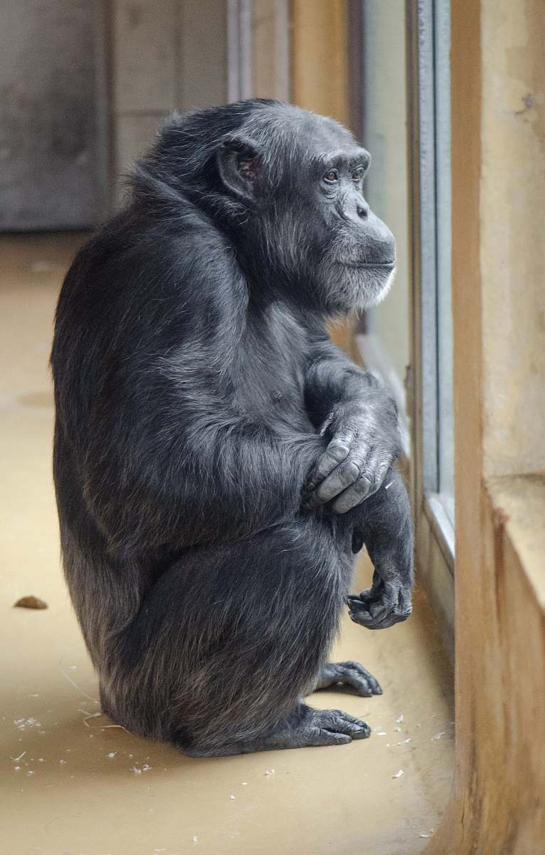 ape black primate mammal