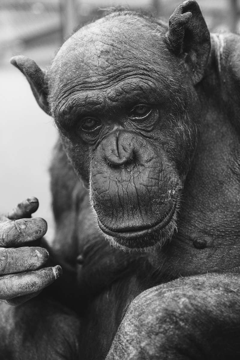 black-and-white black primate ape