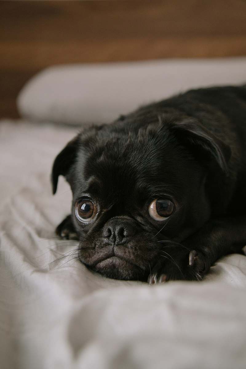 dog black pug puppy pug