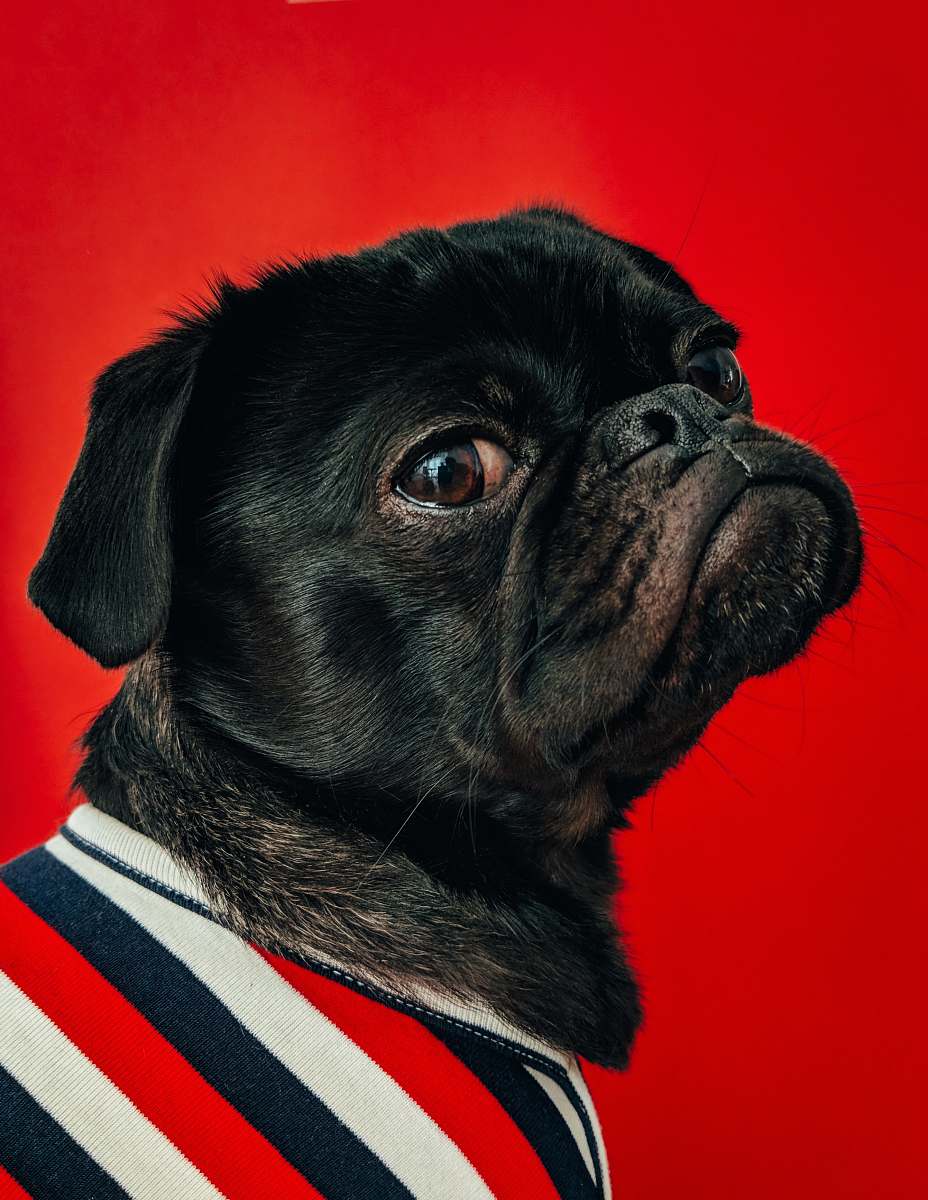 dog black pug wearing striped apparel pet