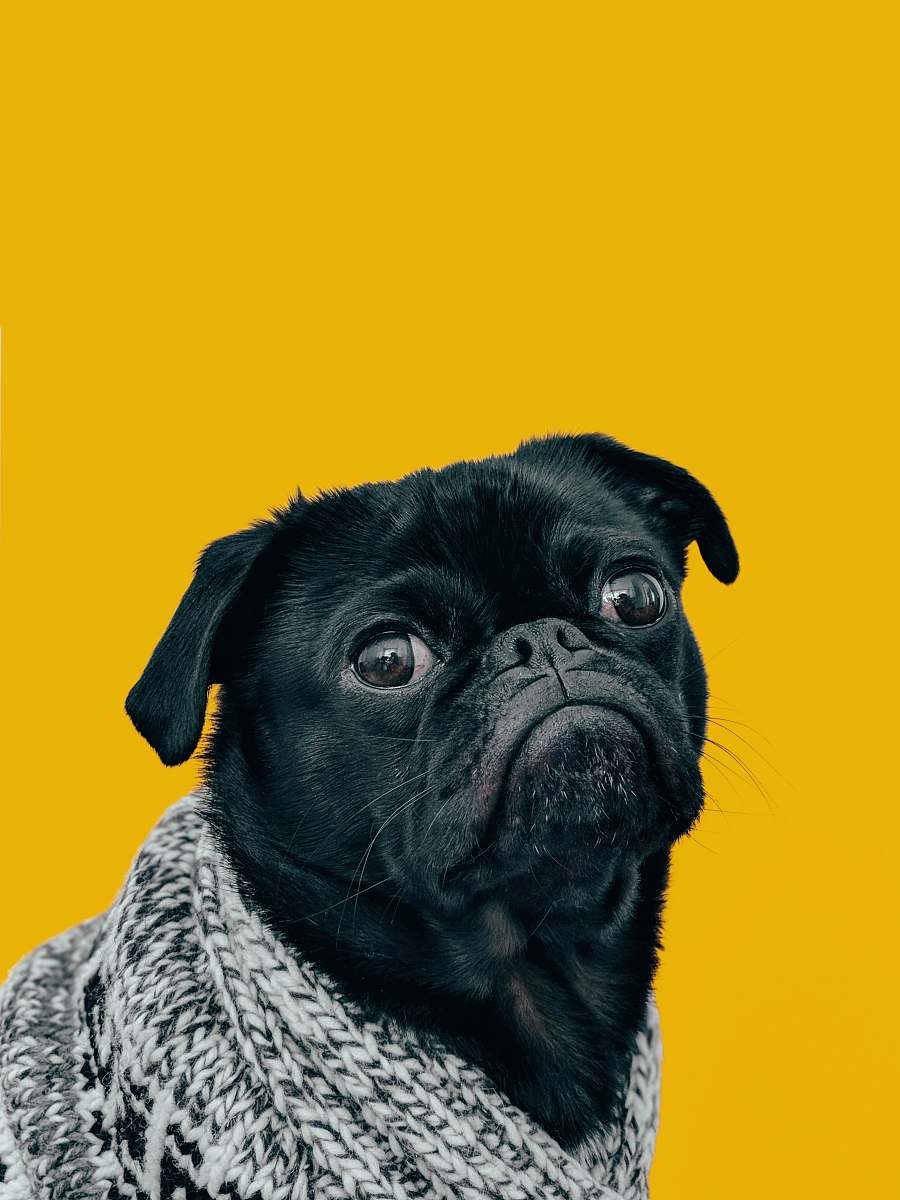 dog black pug with gray knit scarf pet