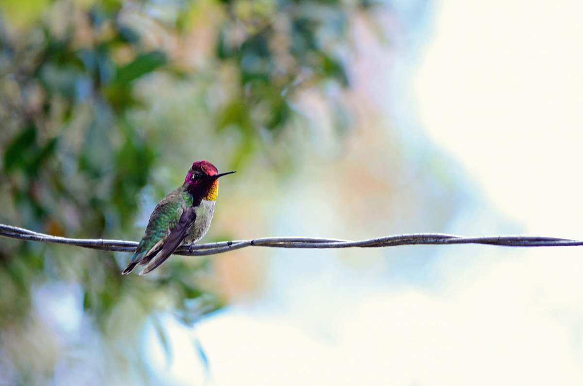 bird black, red, and green bird on wire bee eater