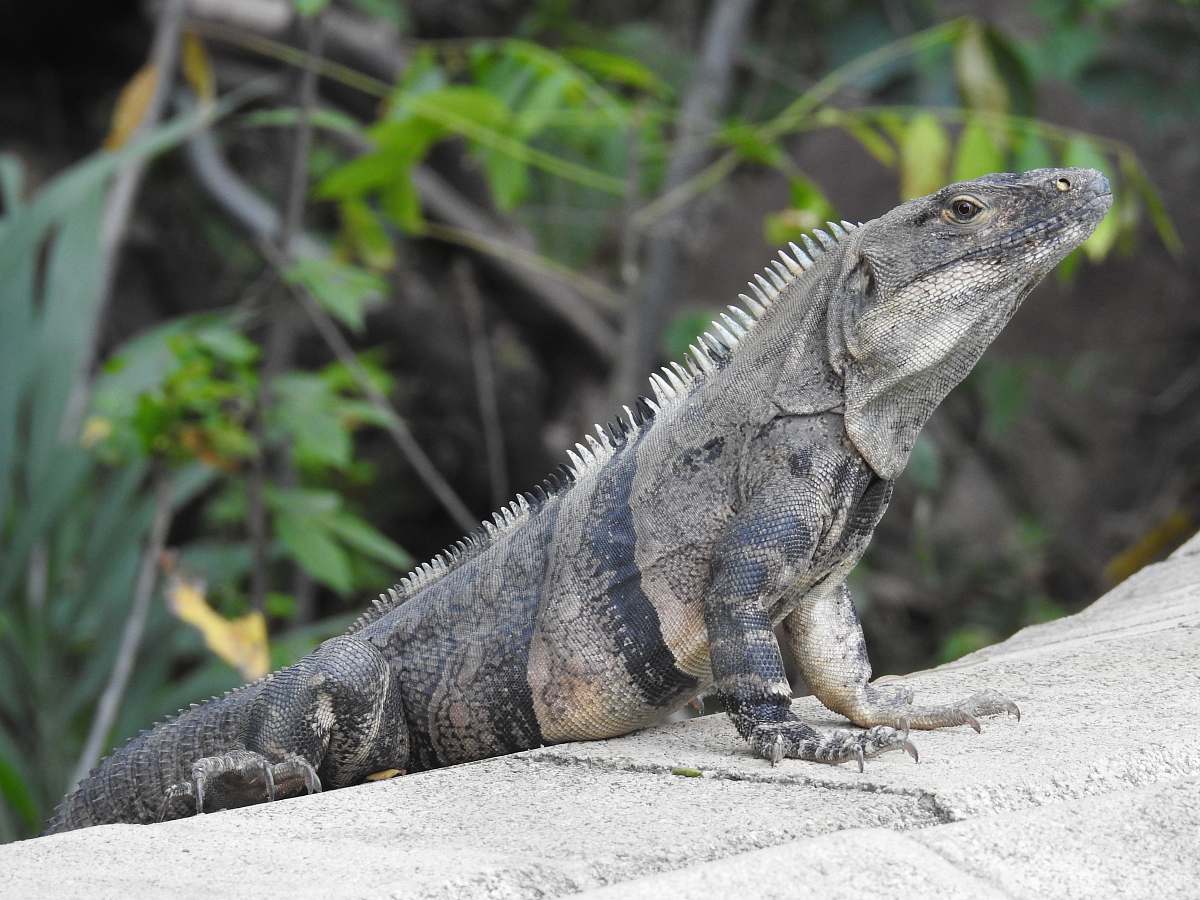 iguana black reptile lizard