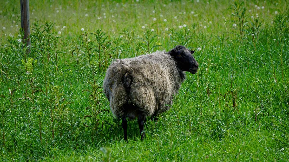 mammal black sheep on green grass sheep