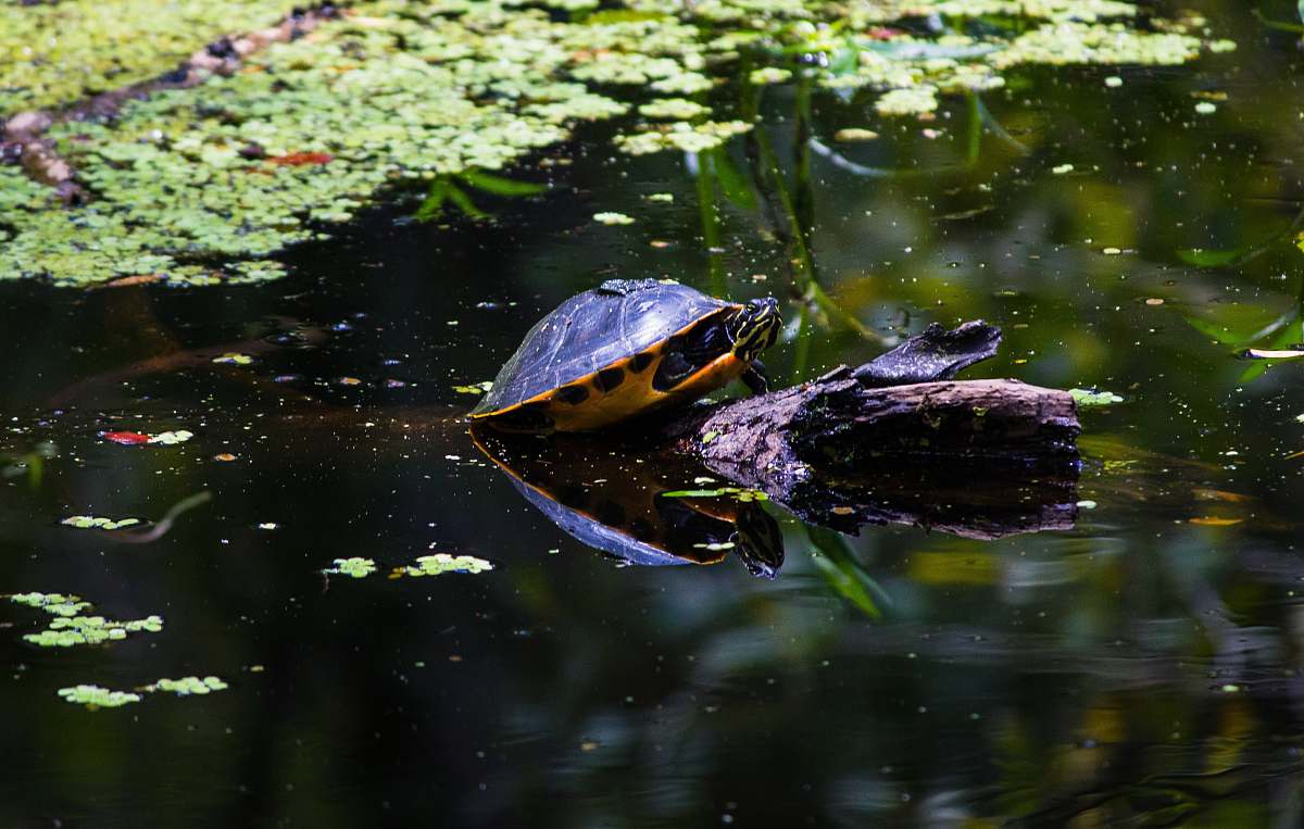turtle black turtle in lake reptile