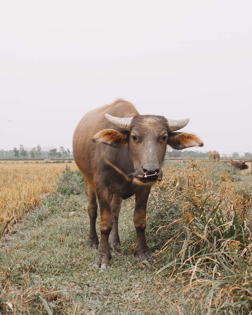 mammal black water buffalo cattle