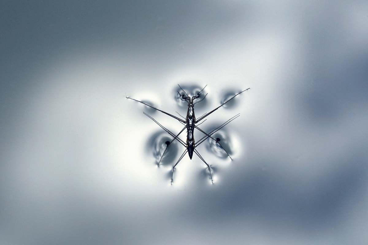 insect black water strider water