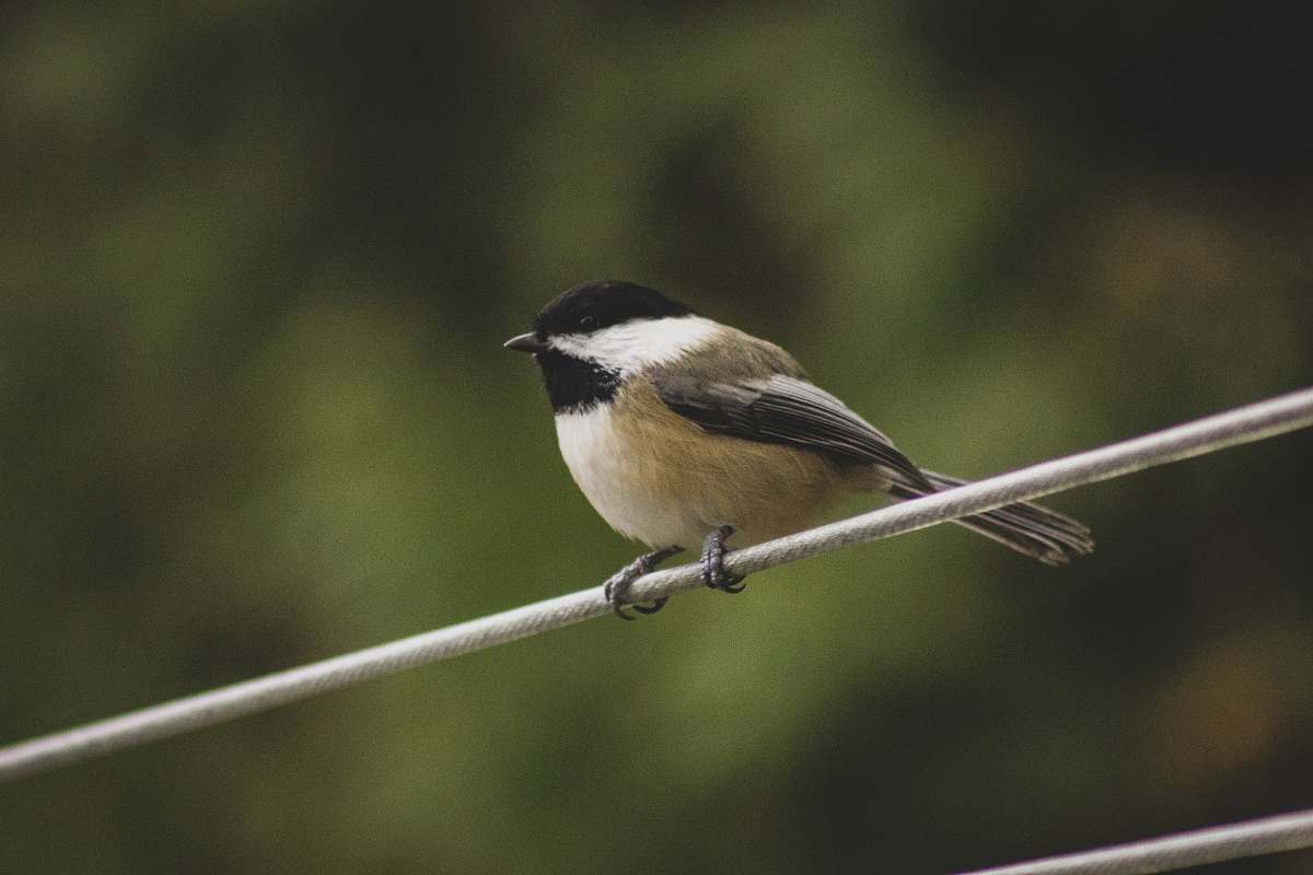 bird black, white, and brown bird finch
