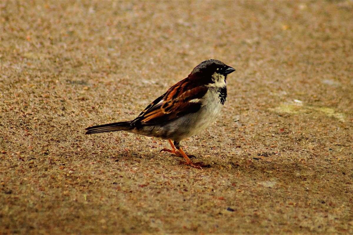 sparrow black, white and brown swallow bird henry doorly zoo