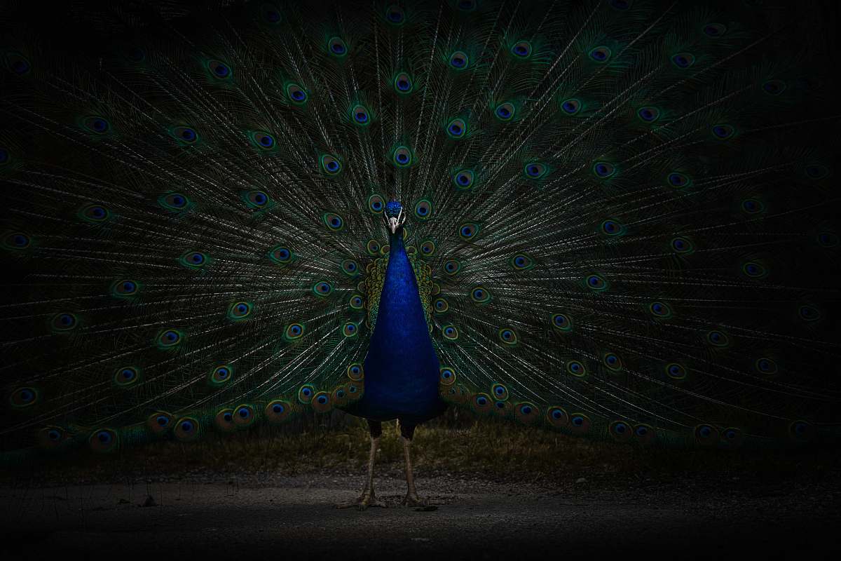 bird blue and black peacock lighting
