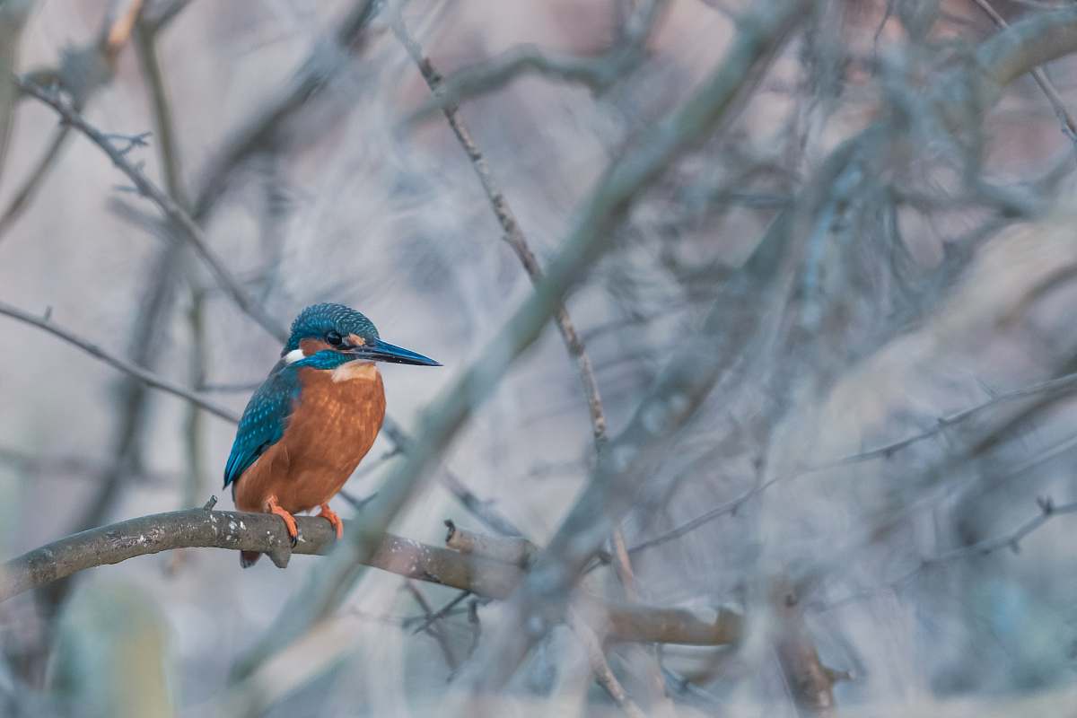 bird blue and brown bird of tree branch bee eater
